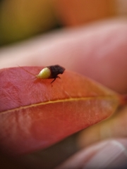 Hylicinae