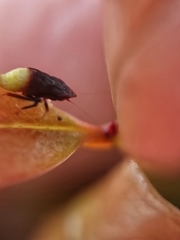 Hylicinae