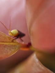 Hylicinae