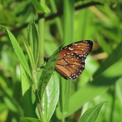 Danaus eresimus plexaure