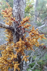 Arceuthobium campylopodum