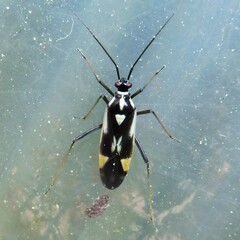 Grypocoris stysi