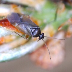 Plesiodema pinetella