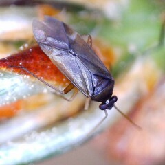 Plesiodema pinetella