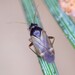 Plesiodema pinetella - Photo (c) Barry Walter,  זכויות יוצרים חלקיות (CC BY), הועלה על ידי Barry Walter