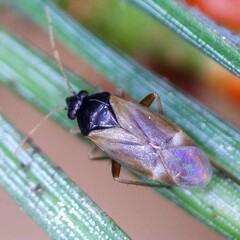 Plesiodema pinetella