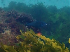 Anampses geographicus