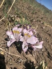 Alstroemeria pallida