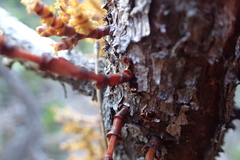 Arceuthobium campylopodum