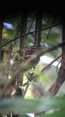 Cantorchilus semibadius