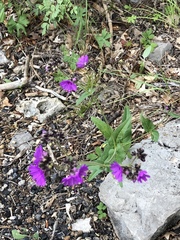 Mirabilis melanotricha