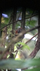 Cantorchilus semibadius