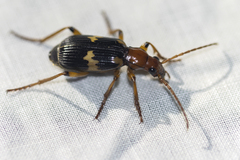 Pheropsophus hispanicus