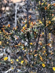 Eutaxia microphylla