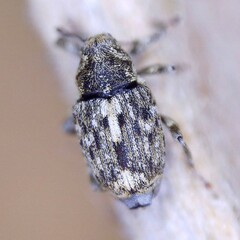 Datonychus melanostictus