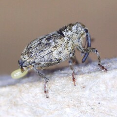 Datonychus melanostictus