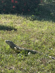 Iguana iguana