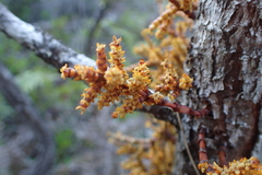 Arceuthobium campylopodum