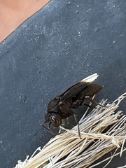 Parachartergus apicalis