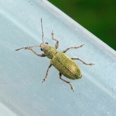 Pachyrhinus lethierryi
