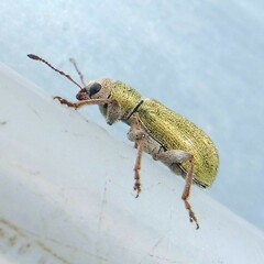 Pachyrhinus lethierryi