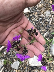 Mirabilis melanotricha