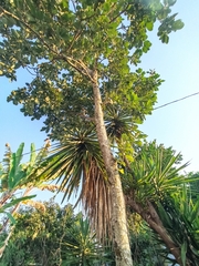 Cecropia obtusifolia