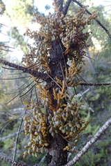 Arceuthobium campylopodum