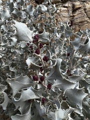 Atriplex hymenelytra