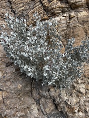 Atriplex hymenelytra