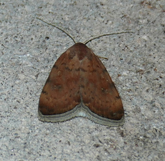 Micrathetis