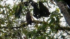 Pulsatrix perspicillata