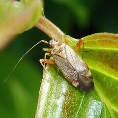 Closterotomus fulvomaculatus