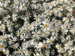 Olearia muelleri