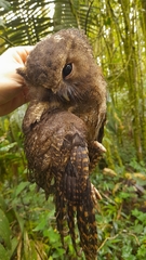 Megascops ingens colombianus