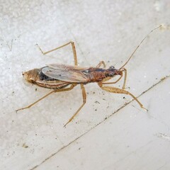 Nabis rugosus