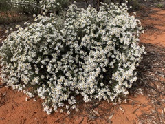 Olearia muelleri