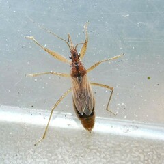 Nabis rugosus