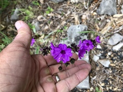 Mirabilis melanotricha