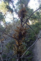 Arceuthobium campylopodum