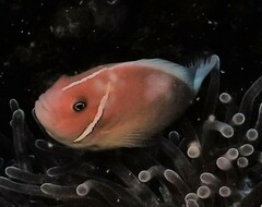 Amphiprion perideraion