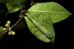 Hierodula latipennis