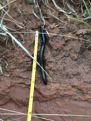 Orthoporus