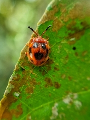 Stenotarsus pardalis