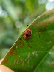 Stenotarsus pardalis