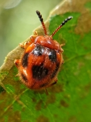 Stenotarsus pardalis