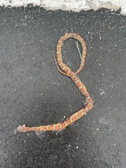 Pantherophis guttatus
