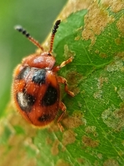 Stenotarsus pardalis