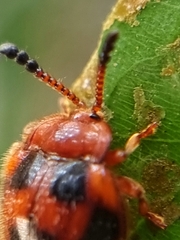Stenotarsus pardalis