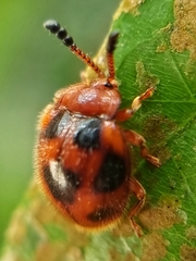 Stenotarsus pardalis